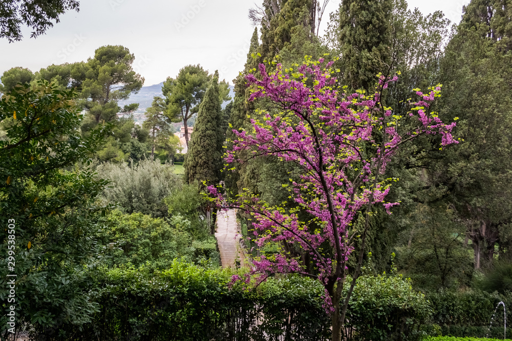 Flowering Judas tree with pink color in a green garden