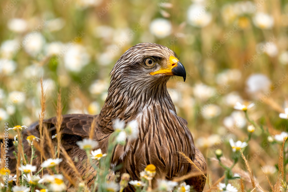 Obraz premium Close-up portrait of a Brown Kite