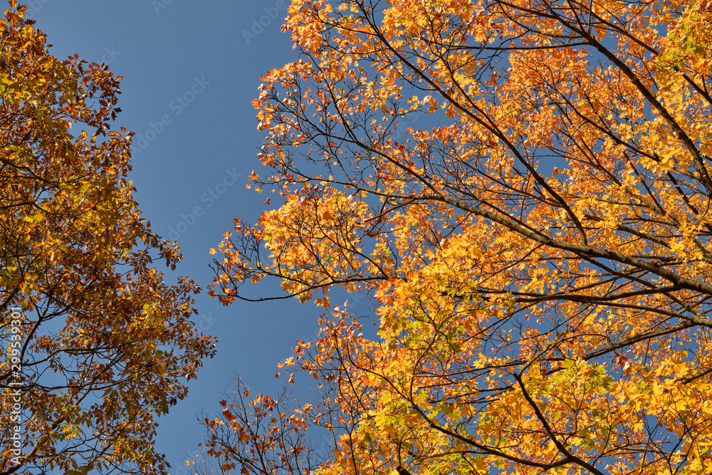 Fototapeta premium Autumnal background with the colorful tree tops of maple and oak trees against the bright blue sky on a beautiful sunny autumn day in October in Germany