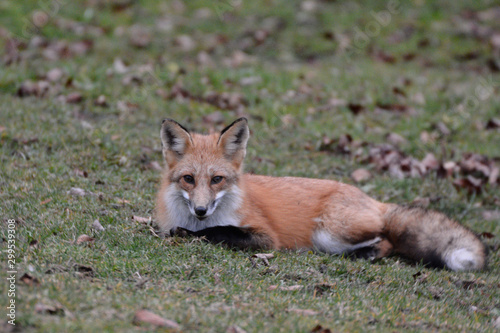 Red fox © Carol Hamilton