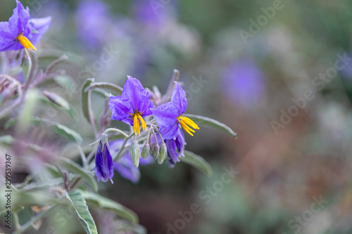 Bilde på lerret Silverleaf nightshade plant with flowers close-up on blurred background