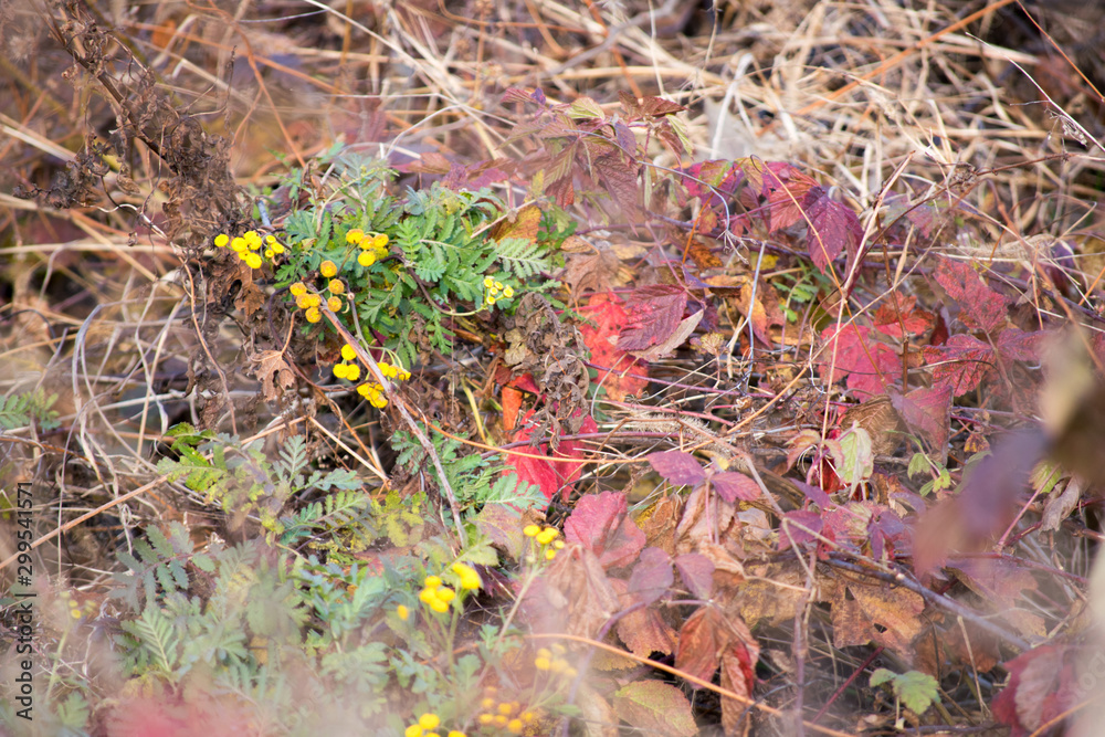 flowers and dried leaves in the field in autumn flowers and dried leaves in the field in autumn