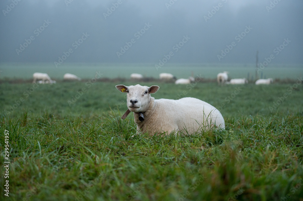 Obraz premium portrait of a sheep in mist