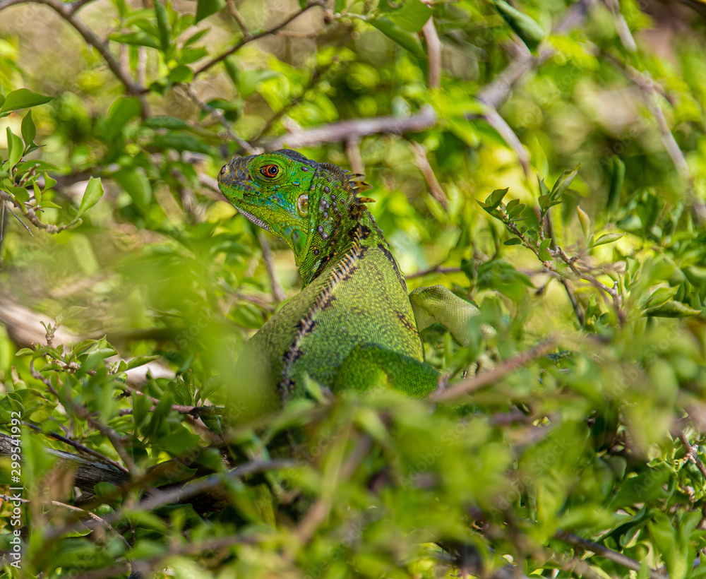 Green Iguana resting in a tree with green foliage background