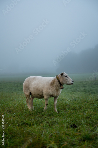 portrait of a sheep in mist