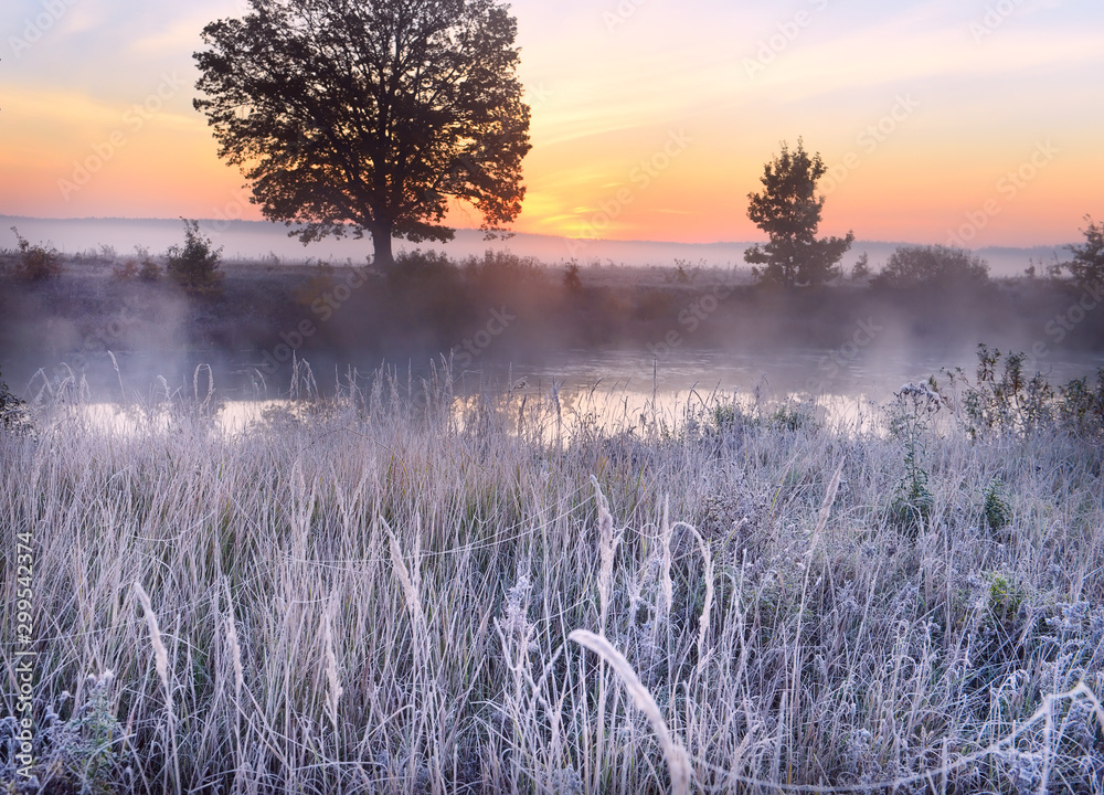 Fotobehang Lavendel De eerste vorst en vorst op het gras bij de rivier. Mooie eik op de rivieroever in de mist bij dageraad. Prachtig laat herfstlandschap in het wild. #299542374