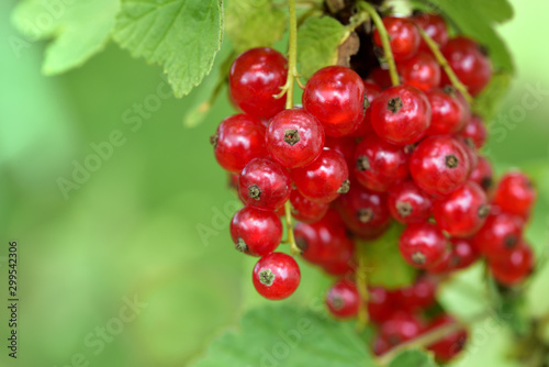 Closeup of red fresh currants hanging on a bush against green background with space