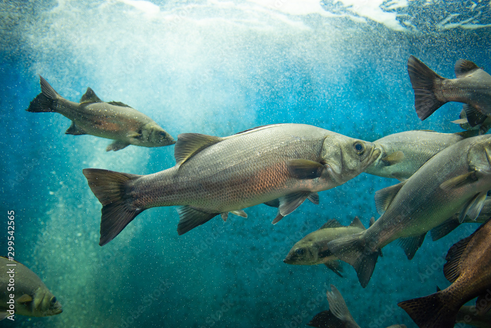 Fototapeta premium ヒラスズキ