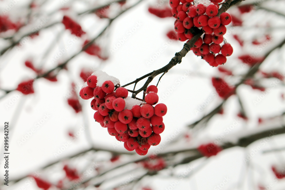 Bunches of red mountain ash under the snow. Bunches of red mountain ash under the snow.