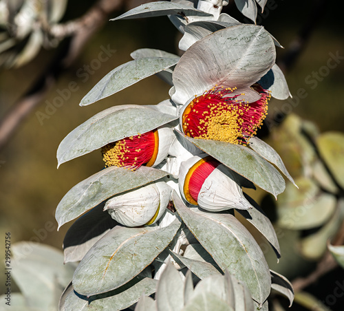 Eucalyptus flowering branch
