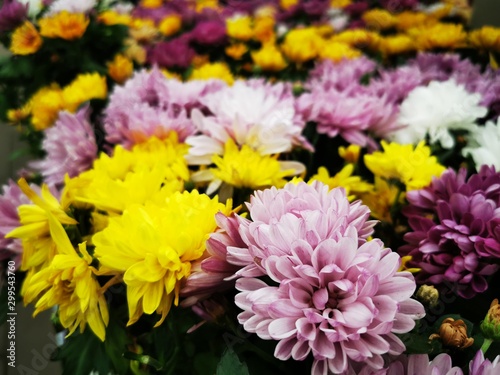 Chrysanthemum bright pink flower.Floral background. Spring blossom