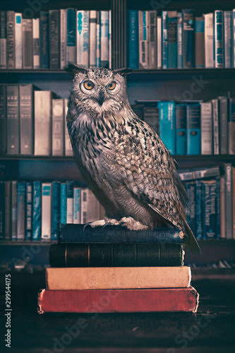 The old wise owl