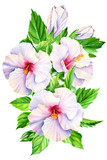 Bouquet of hibiscus flowers, green leaves, buds. Botanical painting, on a white background, watercolor.