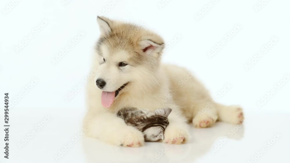 Puppy embracing tiny kitten Puppy embracing tiny kitten