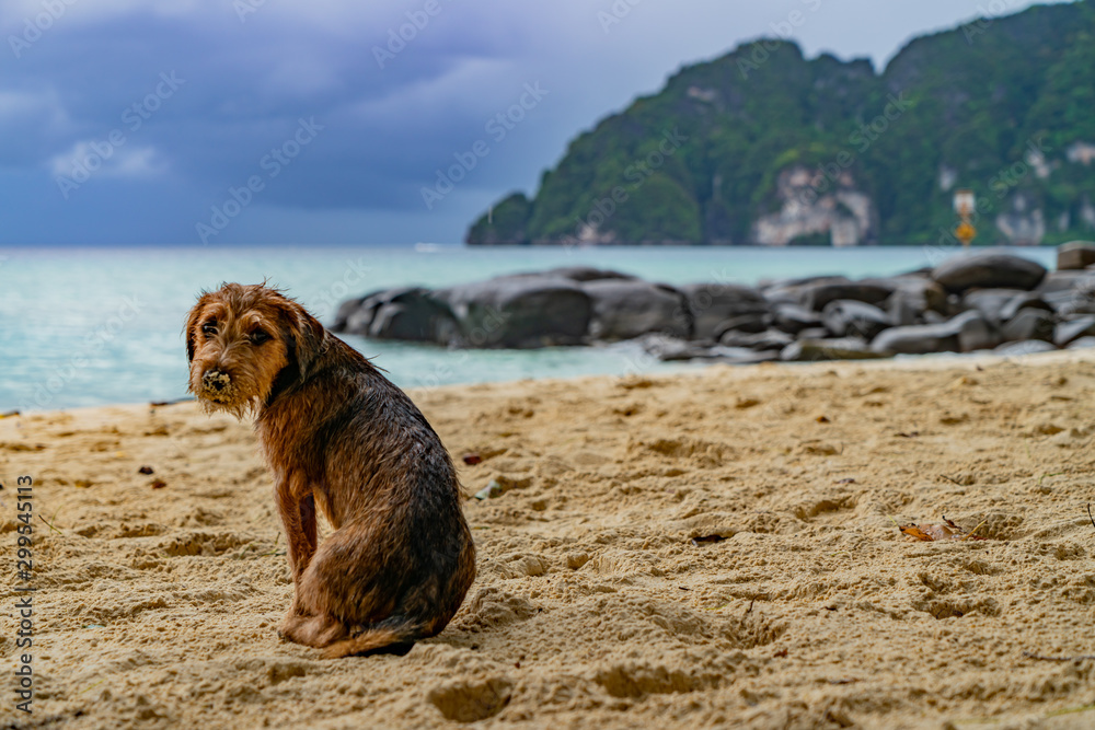 Fototapeta premium Thailand