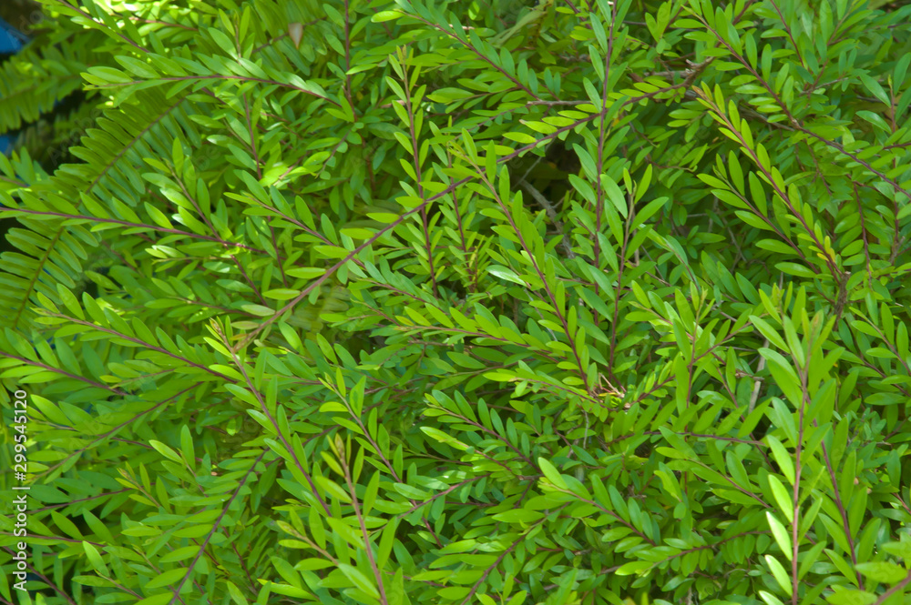 Background small green leaves. Background small green leaves.