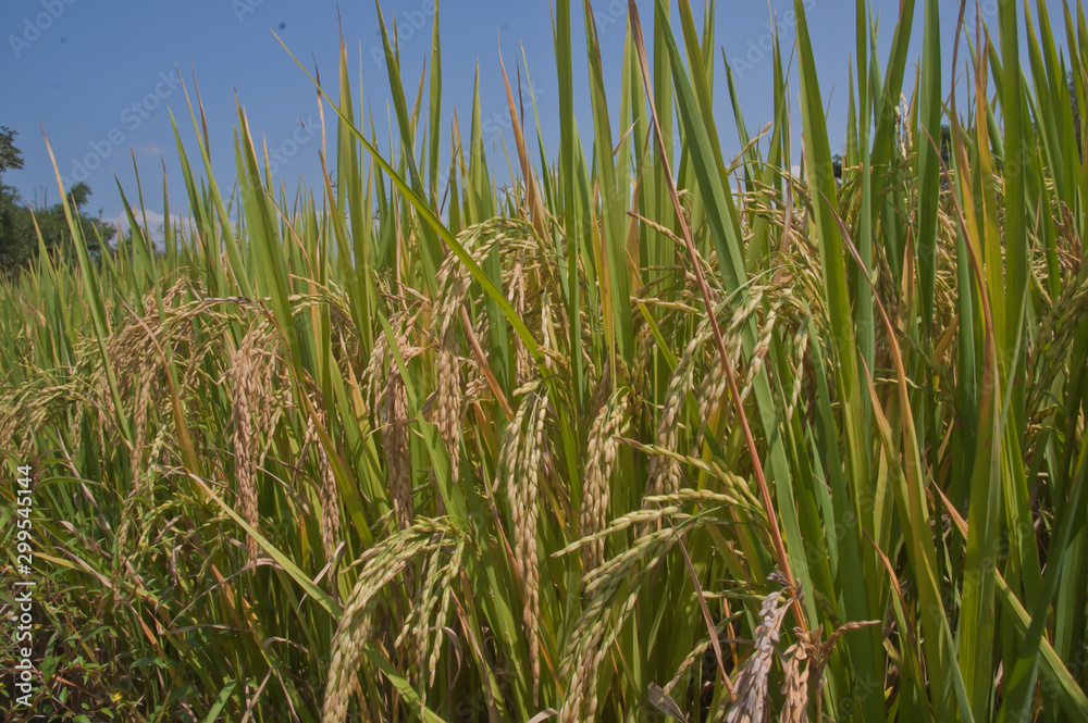 Obraz premium Rice fields in Thailand.