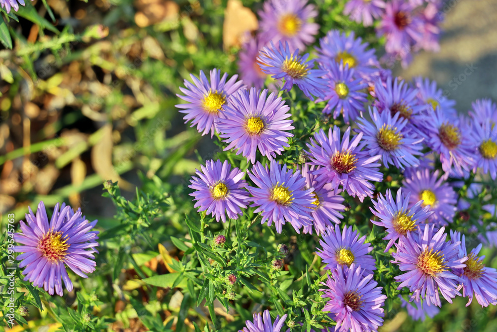 Purple flowers in the sun glow Purple flowers in the sun glow