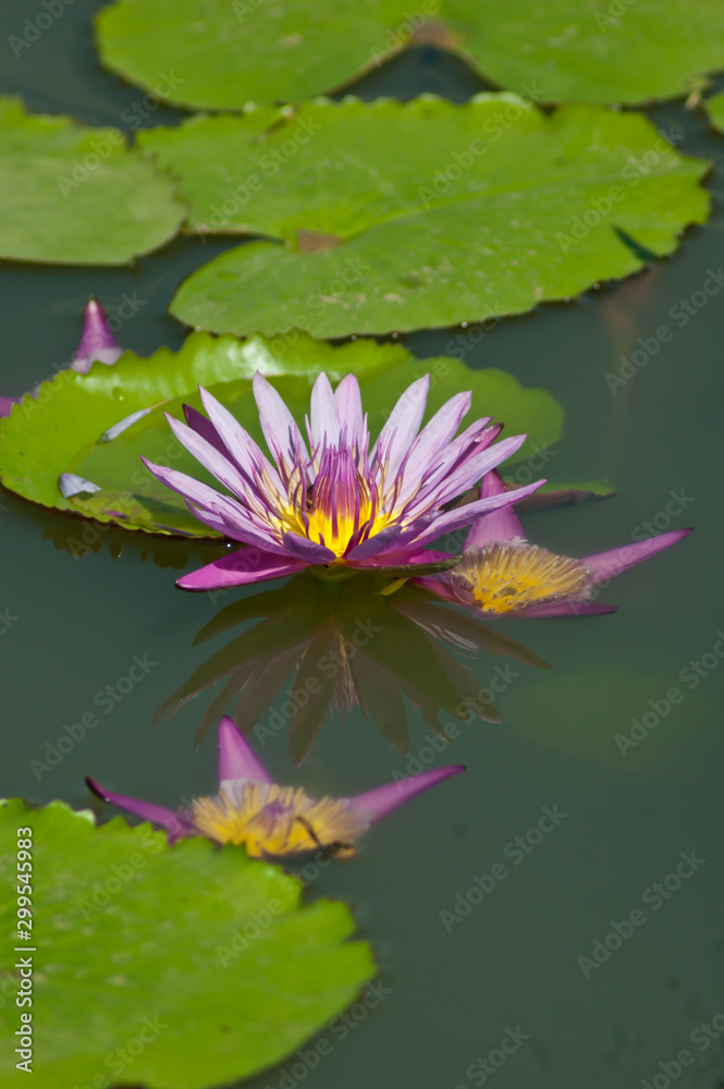 Purple Lotus flowers in Thailand. Purple Lotus flowers in Thailand.