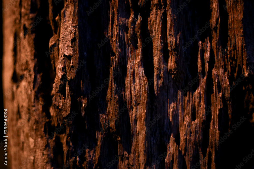 Background images, large palm tree trunks taking pictures at night after rain Background images, large palm tree trunks taking pictures at night after rain