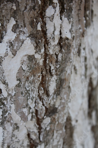 Wallpaper Mural bark of a tree, bark, tree, texture, wood, nature, brown, pattern, old, rough, forest, pine, trunk, surface, textured, abstract, natural, wall, closeup, plant, wooden, detail, oak, backgrounds, materi Torontodigital.ca