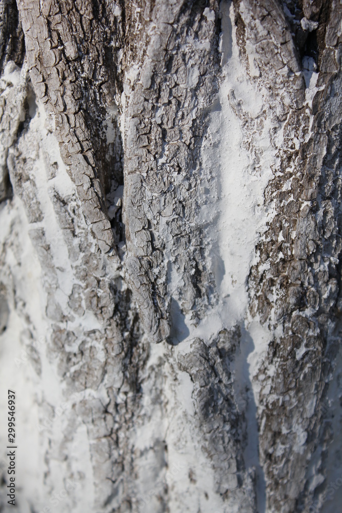 Obraz premium bark of a tree, bark, tree, texture, wood, nature, brown, pattern, old, rough, forest, pine, trunk, surface, textured, abstract, natural, wall, closeup, plant, wooden, detail, oak, backgrounds, materi