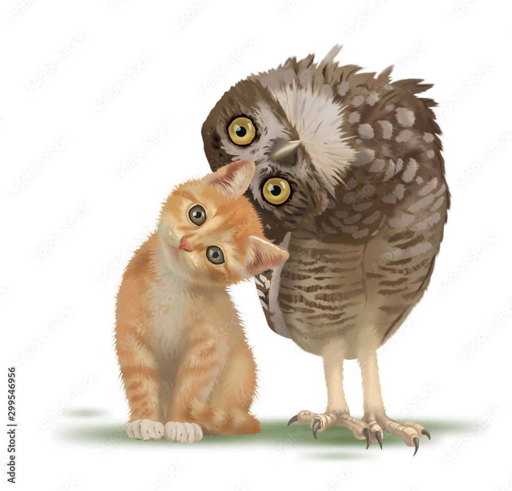 Obraz premium cat animal isolated pet cute owl