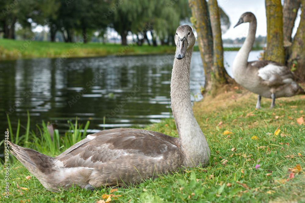 Obraz premium Baby swan