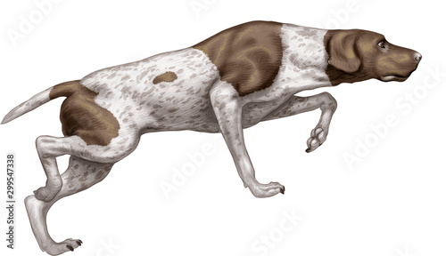 Canvas Print dog pet animal spaniel white dogs