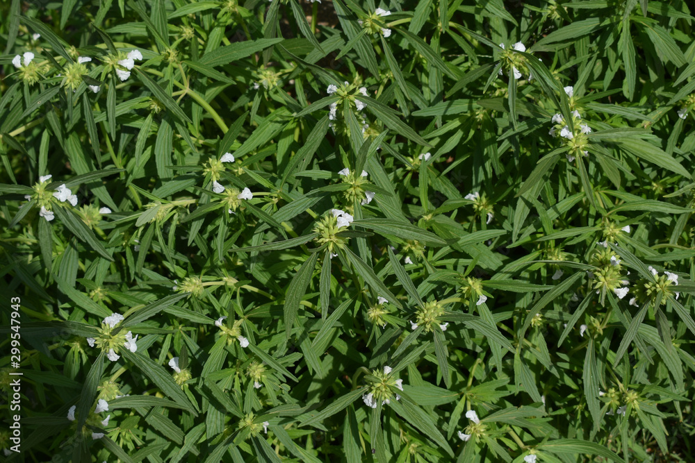 grass with water drops of dew grass with water drops of dew