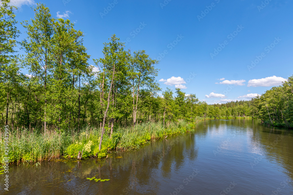 Rospuda river near Augustow, Poland.