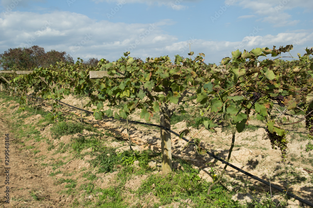 Grapes for wine making, grape growing. Grapes for wine making, grape growing.