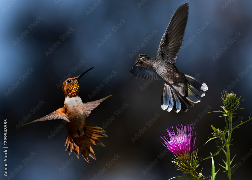 Fototapeta premium Blue-throated Mountain Gem and Rufous Hummingbird Vie to Feed at Arizona Thistle