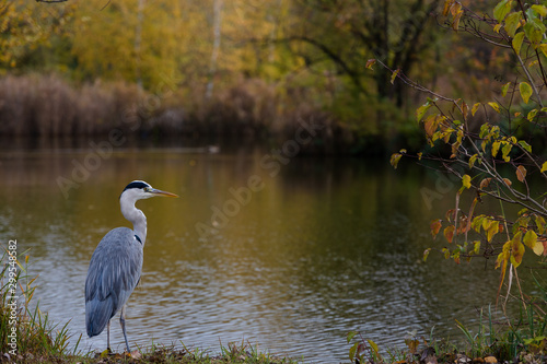Fotografie, Obraz great blue heron