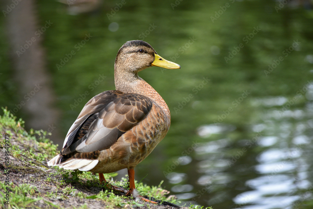 Duck in green water background Duck in green water background