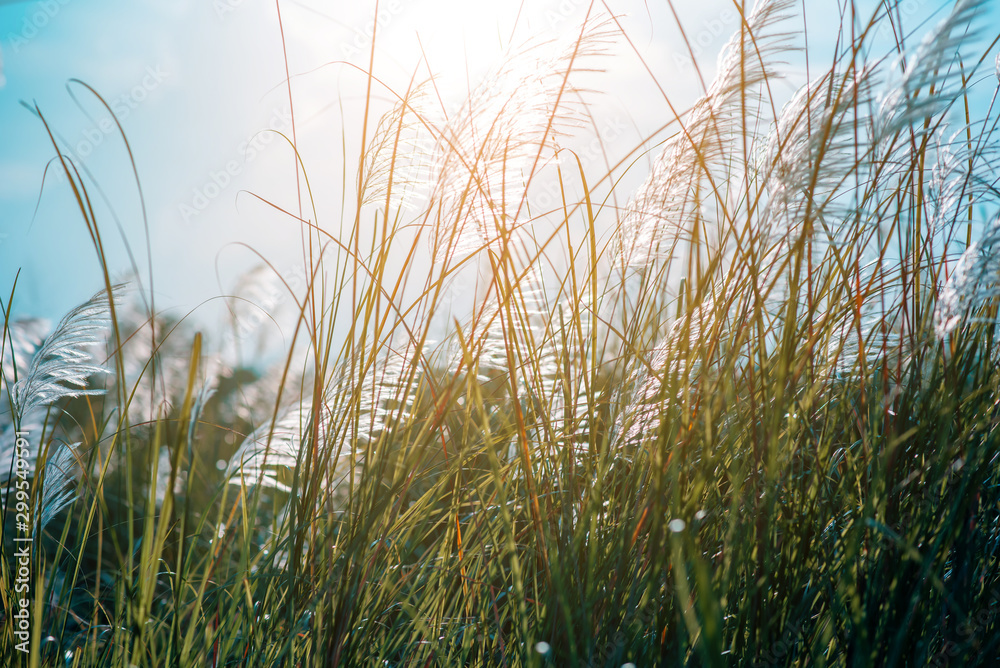 The beautiful grass flowers are swaying in the meadow in sunset time.