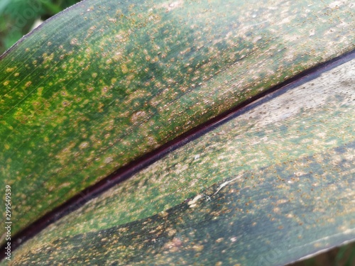 Corn Rust diseases that damage on leaves  biotic stress at the fields.