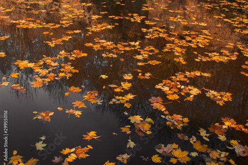 Autumnal foliage of bright orange that fell in the lake. Beautiful scenery with warm-colored trees and a lake.