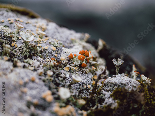 lichen on rock