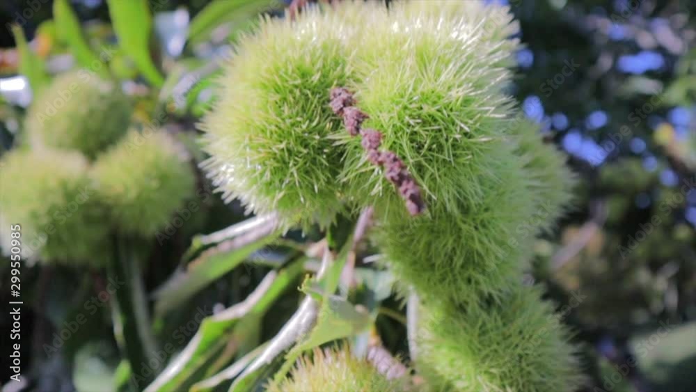 Sweet chestnuts on branch blowing in wind close up Sweet chestnuts on branch blowing in wind close up
