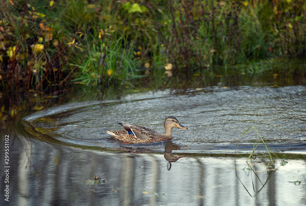 Young duck in the forest autumn pond Young duck in the forest autumn pond
