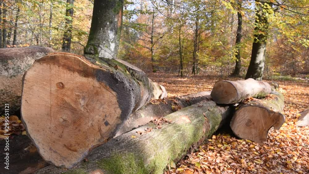 automne climat automnal saison bois foret