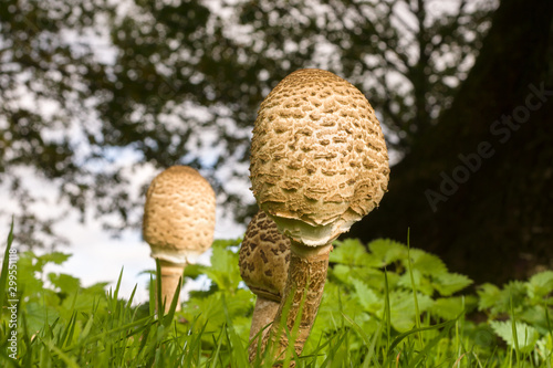 Macrolepiota Procera Parasol Mushroom photo