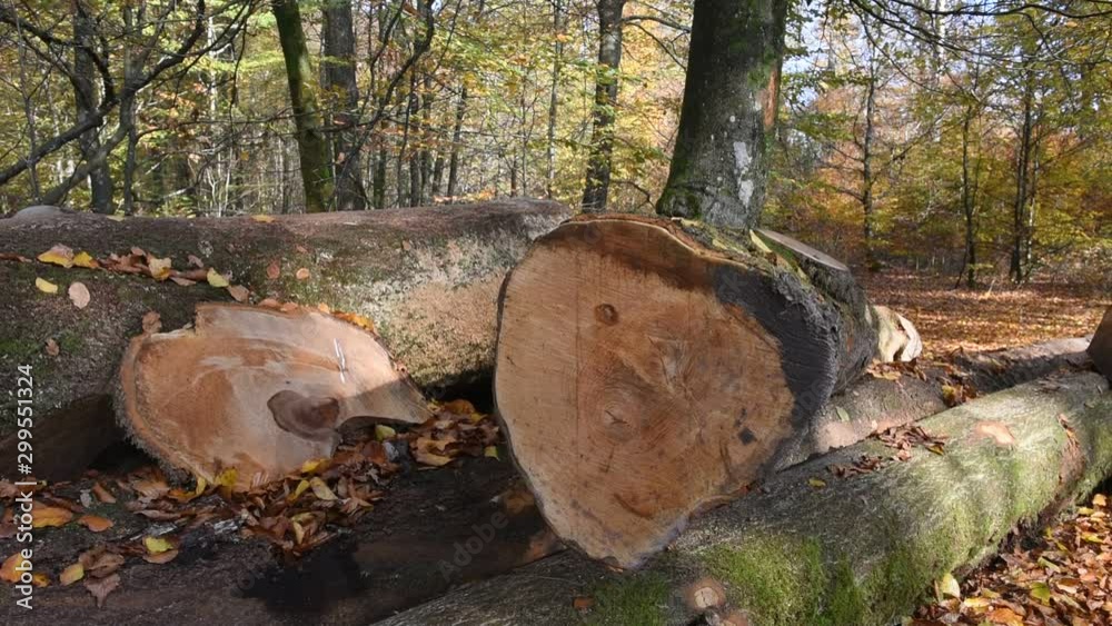 automne climat automnal saison bois foret automne climat automnal saison bois foret