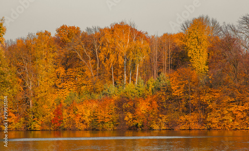 Autumn foliage of bright orange color through which rays of the sun break through. Beautiful scenery with warm-colored trees and a lake.