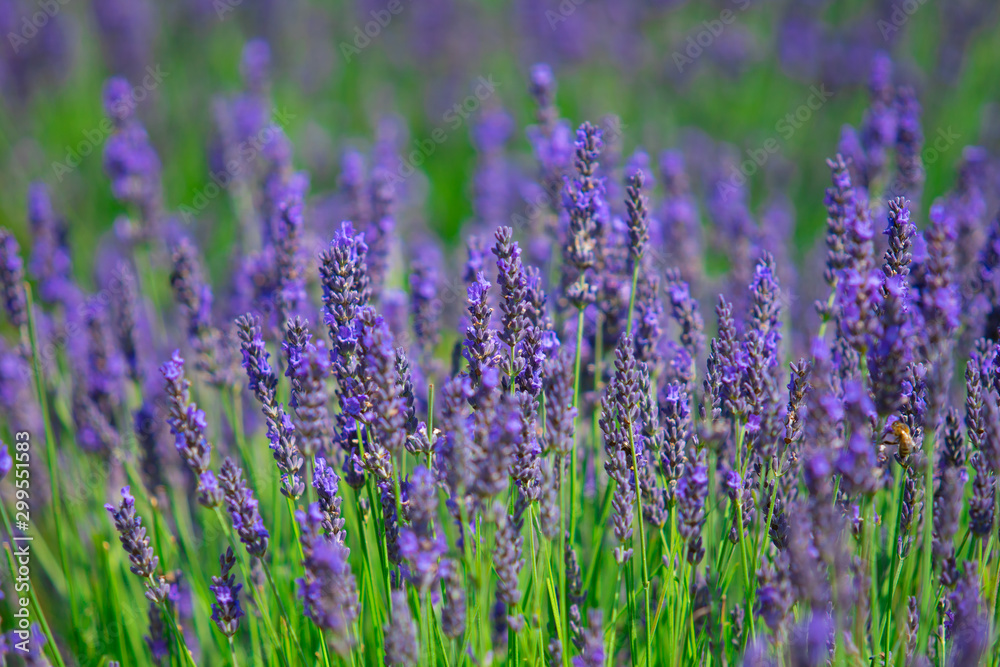 Lavender fields In Norwich, England.