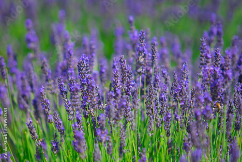 Lavender fields In Norwich  England.