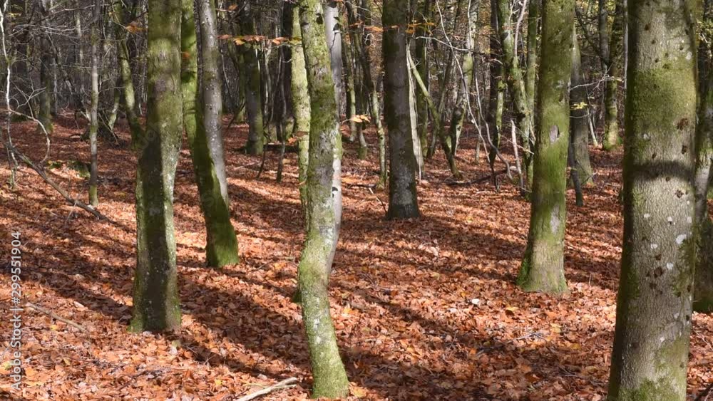 automne climat automnal saison bois foret