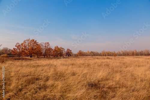 Autumn landscape. Golden field against the blue sky. Kiev, Ukraine.