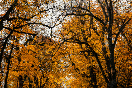 Autumn foliage of bright orange color through which rays of the sun break through. Beautiful scenery with warm-colored trees and a lake.